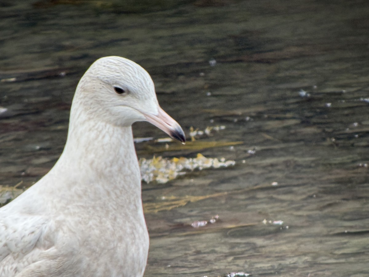 Glaucous Gull - ML627647130