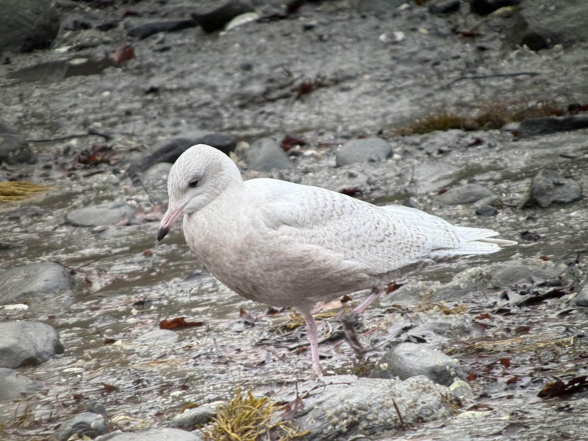 Glaucous Gull - ML627647132