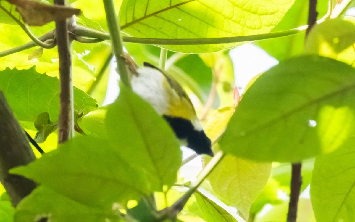 Masked Apalis - ML627647143