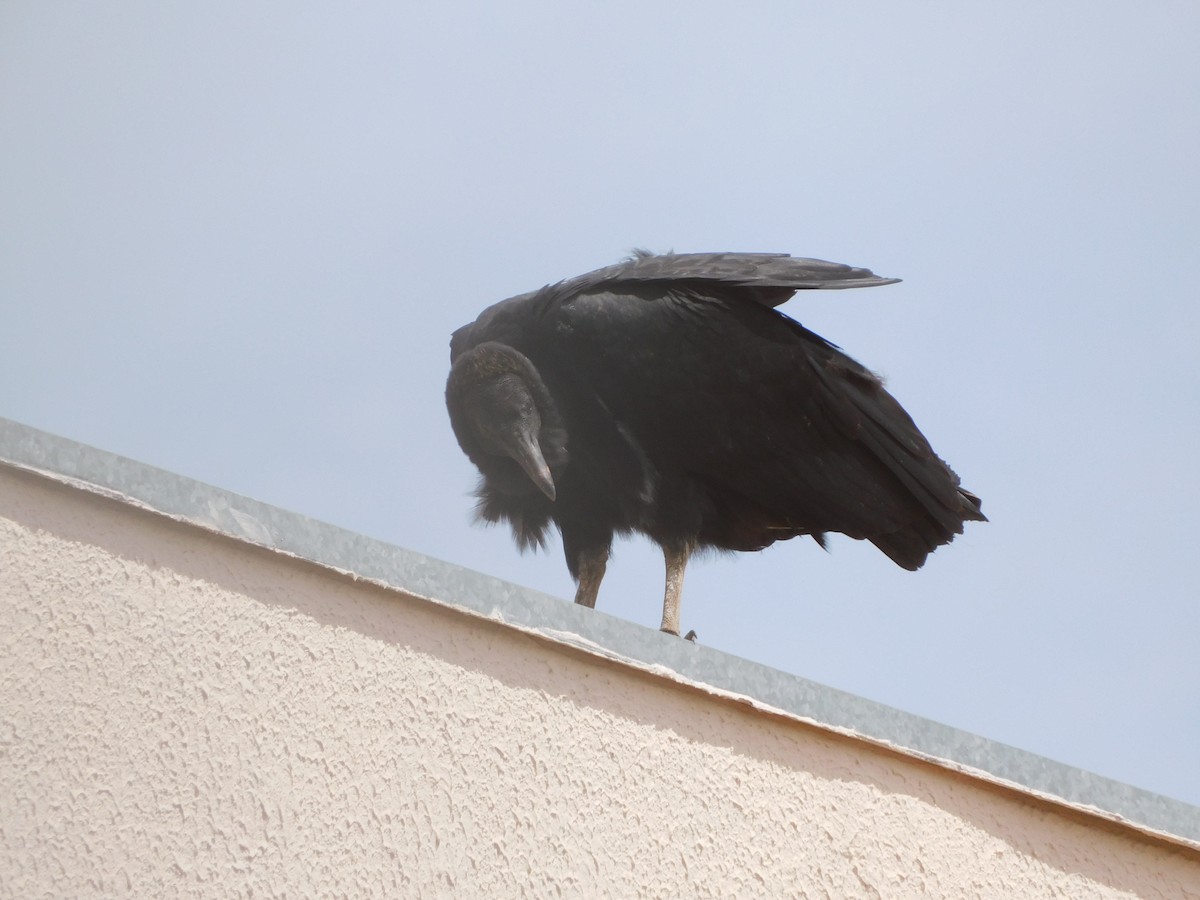 Black Vulture - ML627647251