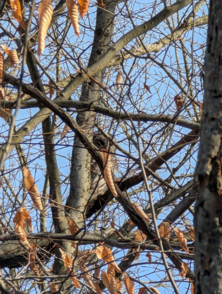 Barred Owl - ML627647260