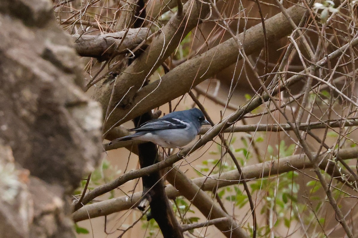 Gran Canaria Blue Chaffinch - ML627647275