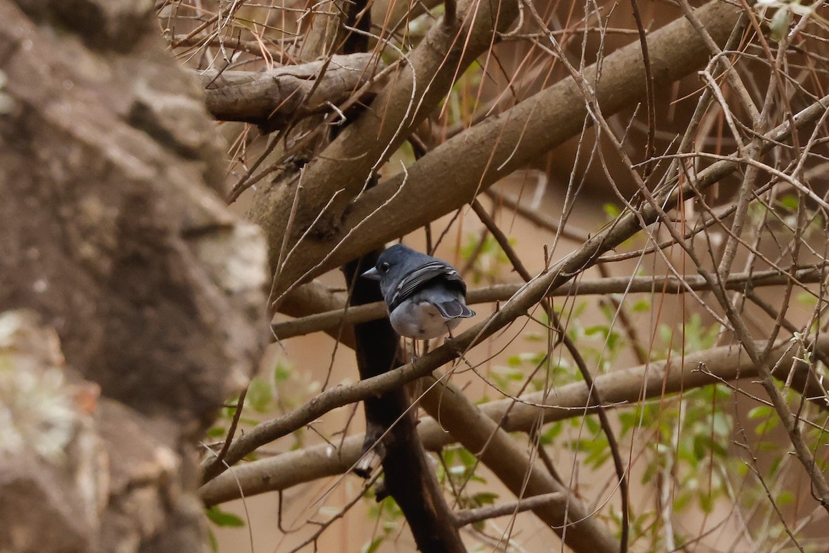 Gran Canaria Blue Chaffinch - ML627647276