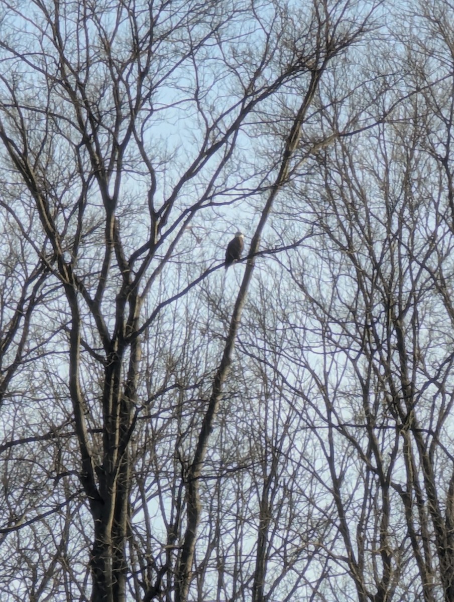 Bald Eagle - ML627647281