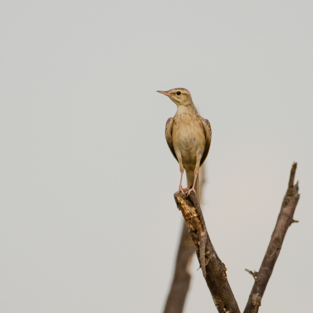 Tawny Pipit - ML627647322