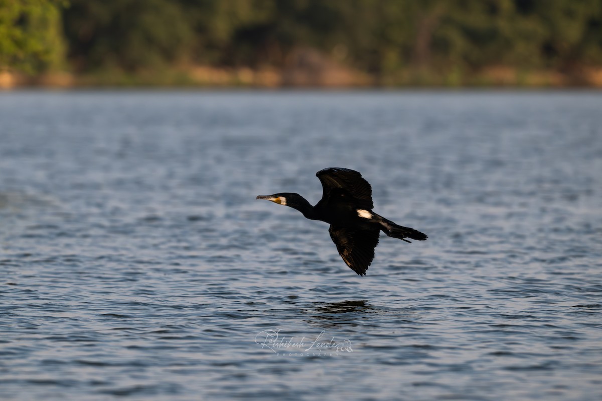 Great Cormorant - ML627647559