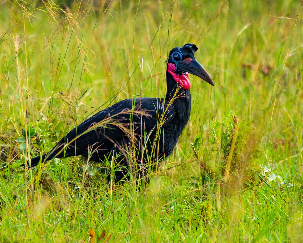 ジサイチョウ - ML627647746