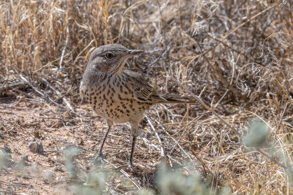 Sage Thrasher - ML627647875