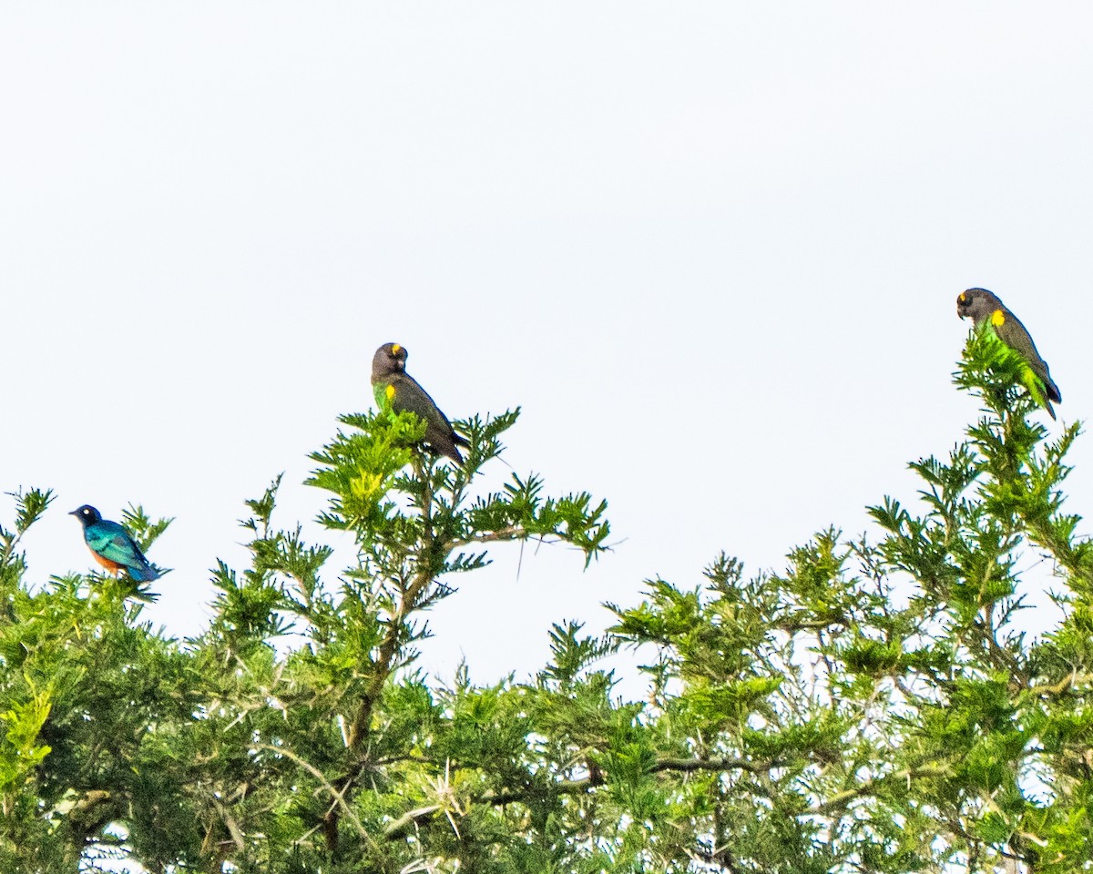 ムラクモインコ - ML627647889