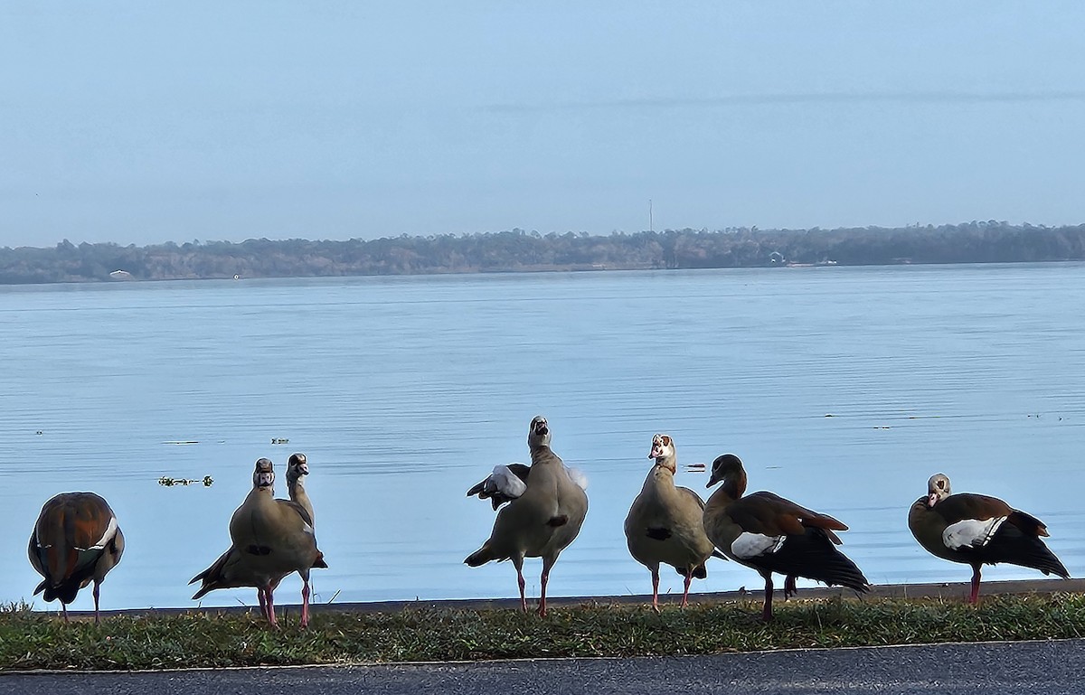 Egyptian Goose - ML627647918