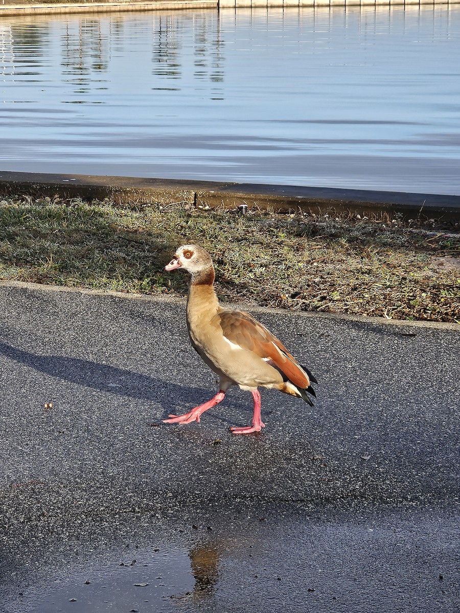 Egyptian Goose - ML627647919