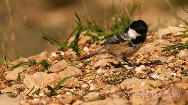 ヒガラ - ML627647925