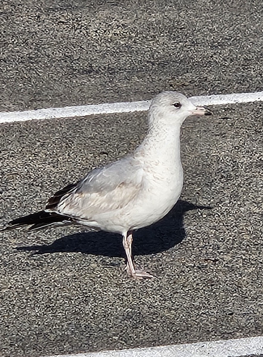 Ring-billed Gull - ML627647947