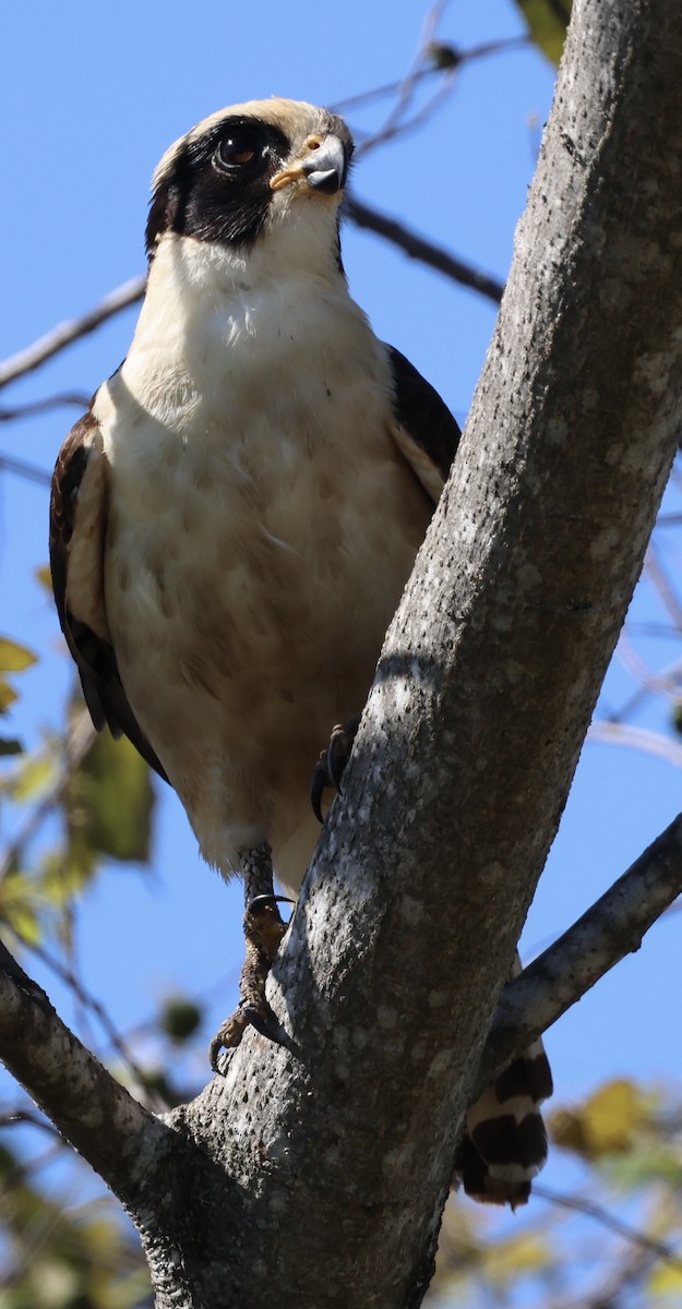 Laughing Falcon - ML627648012