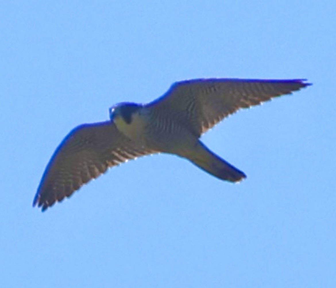 Peregrine Falcon - ML627648021