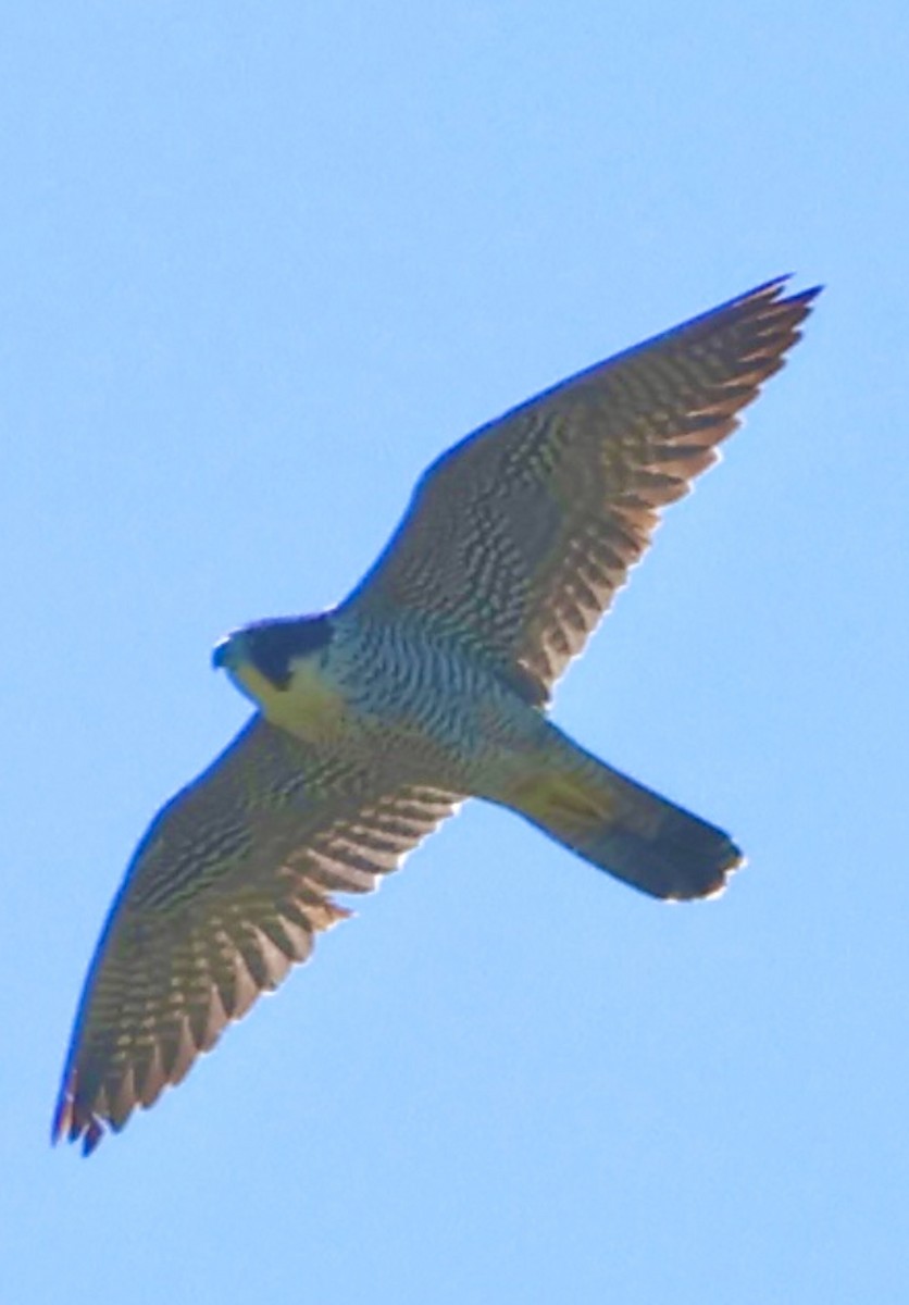 Peregrine Falcon - ML627648022