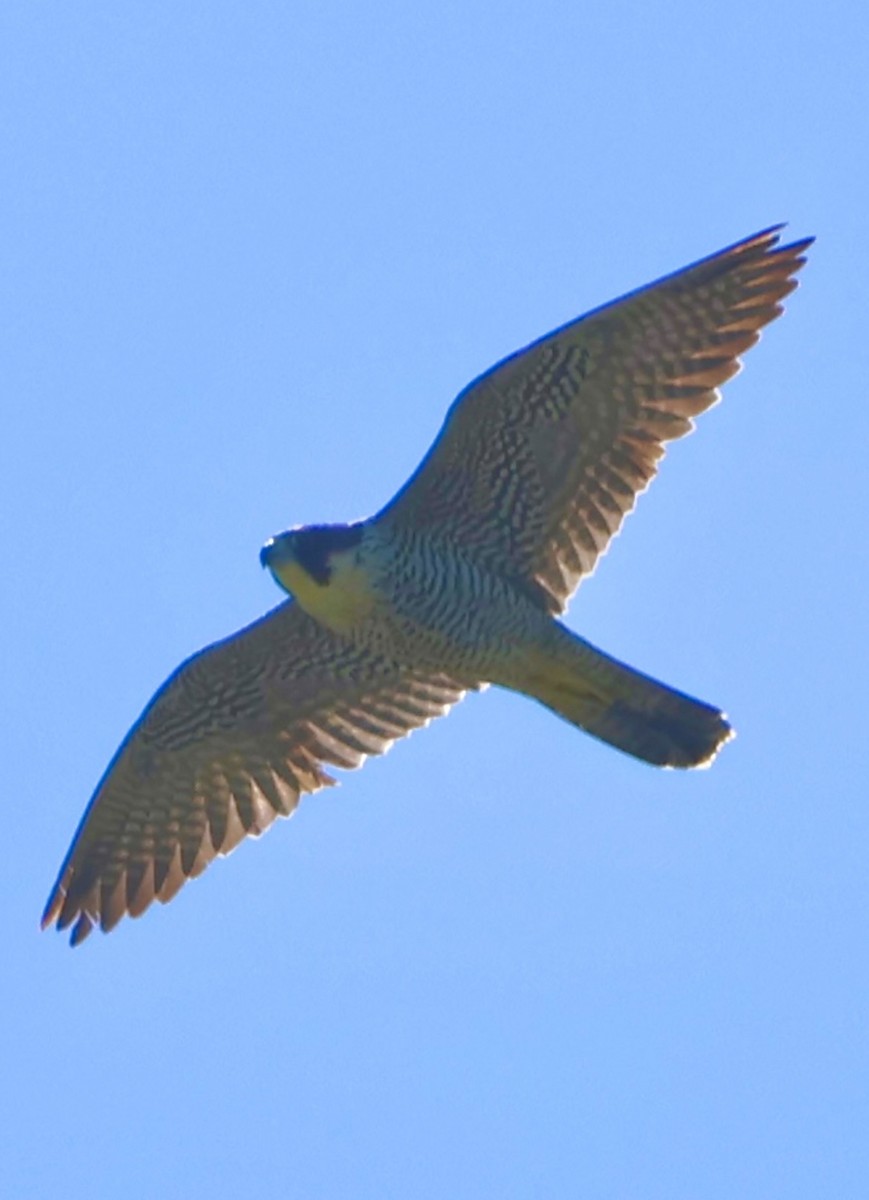 Peregrine Falcon - ML627648023