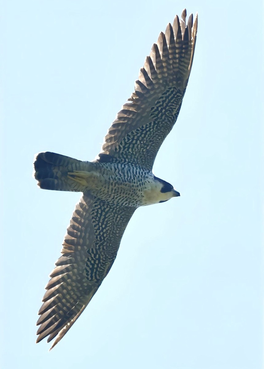 Peregrine Falcon - ML627648025