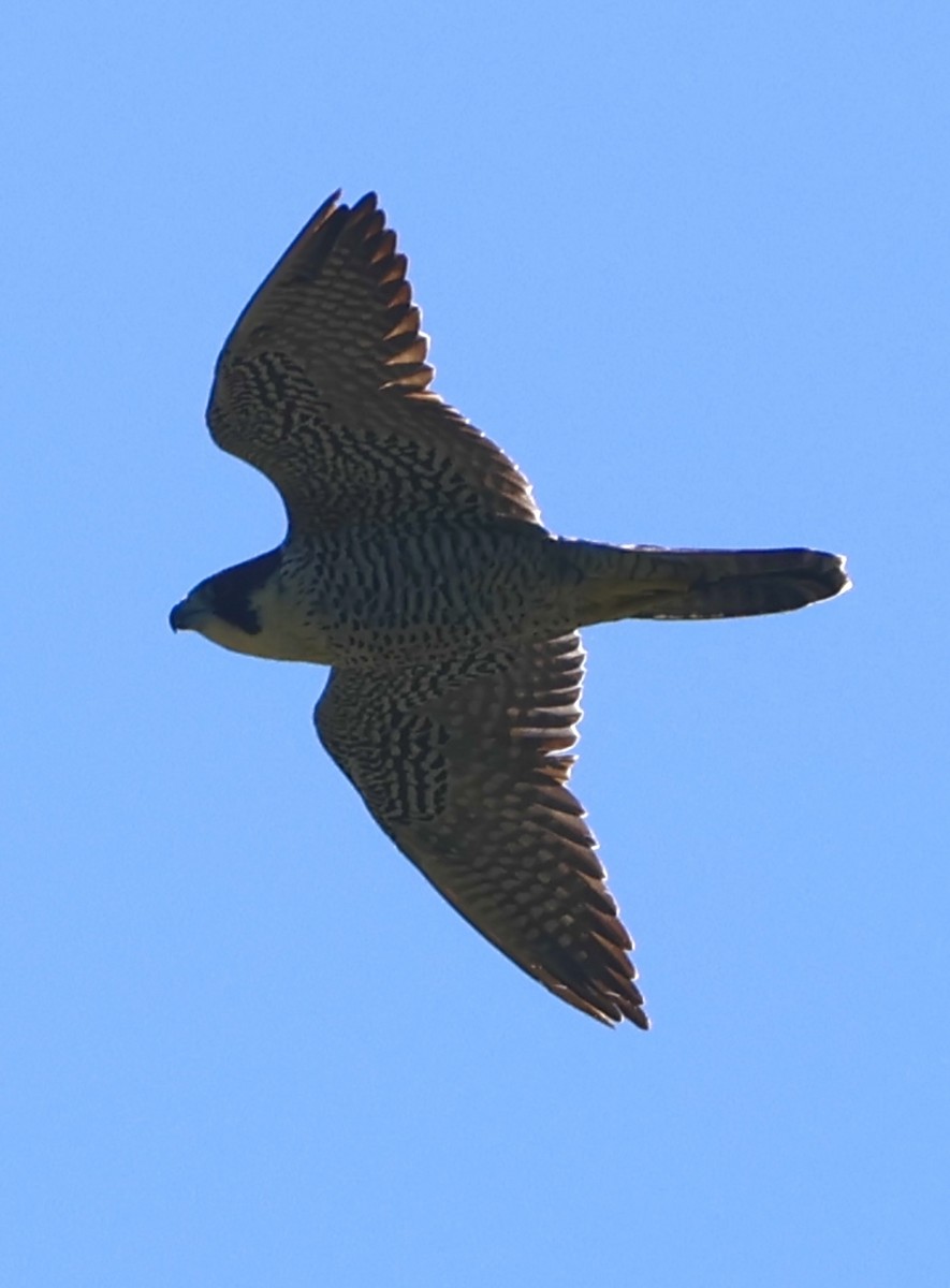 Peregrine Falcon - ML627648026