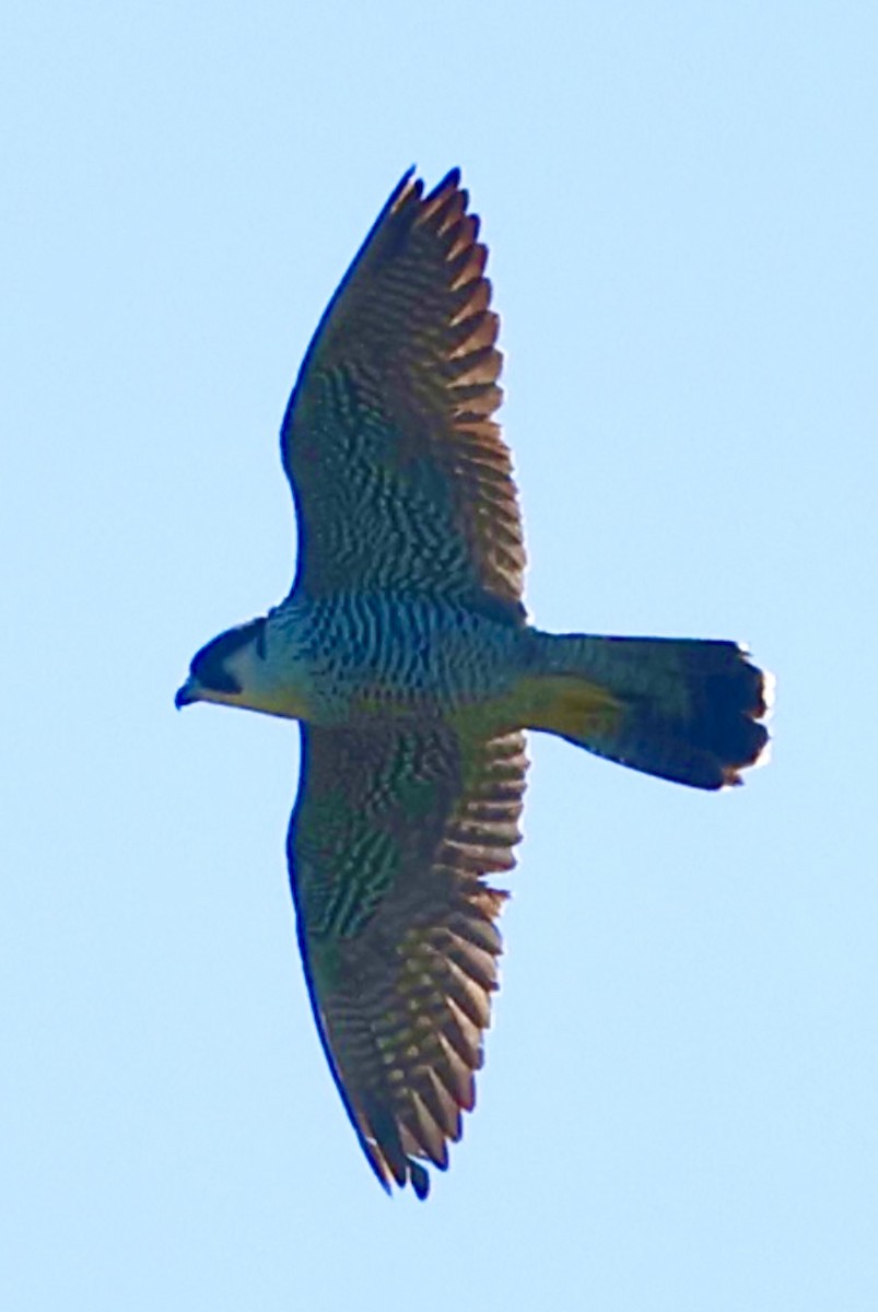 Peregrine Falcon - ML627648027