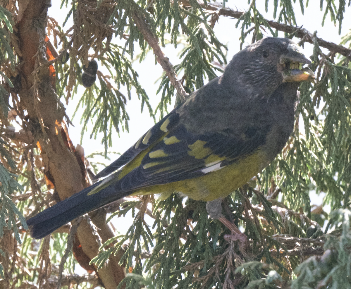 White-winged Grosbeak - ML627648029