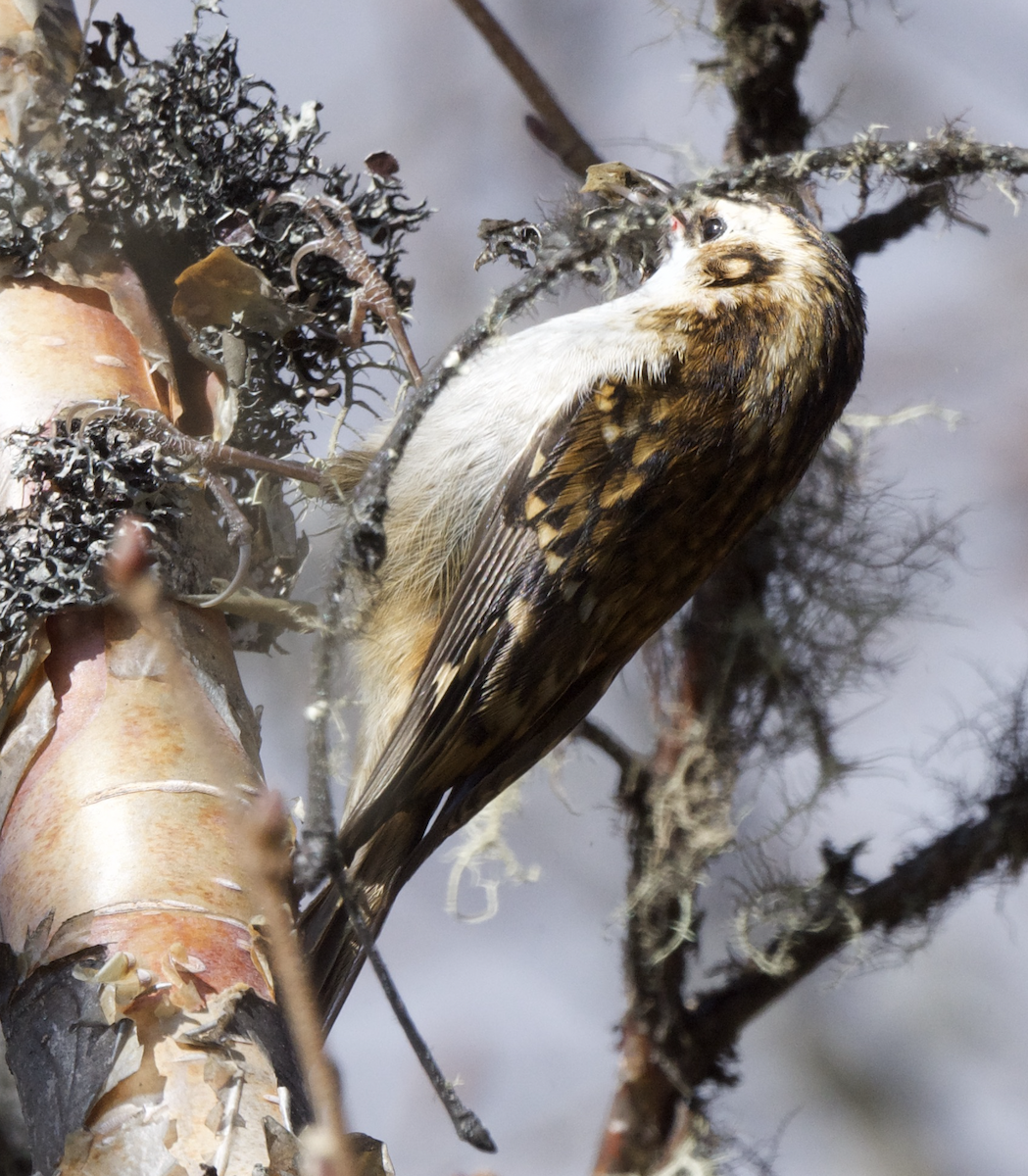 Rusty-flanked Treecreeper - ML627648034
