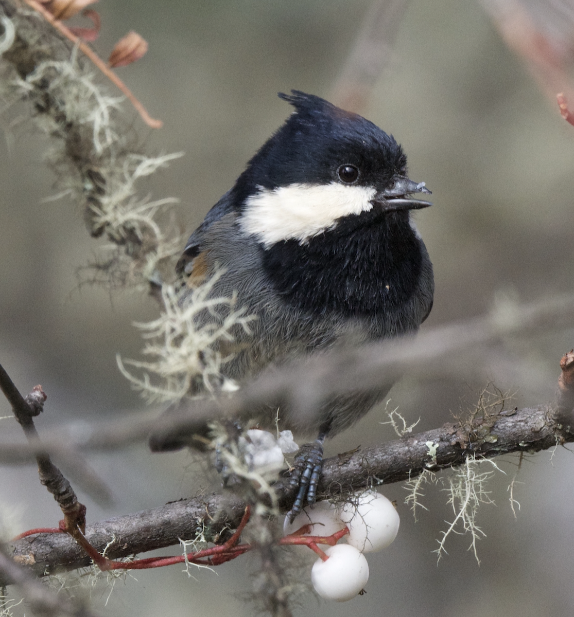 Rufous-vented Tit - ML627648036