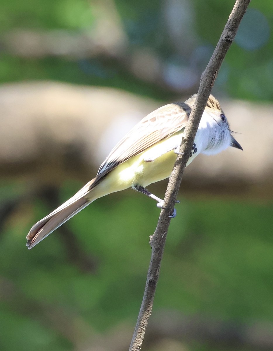 Brown-crested Flycatcher - ML627648037