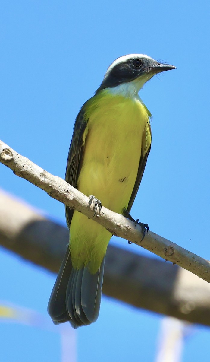 Social Flycatcher - ML627648049