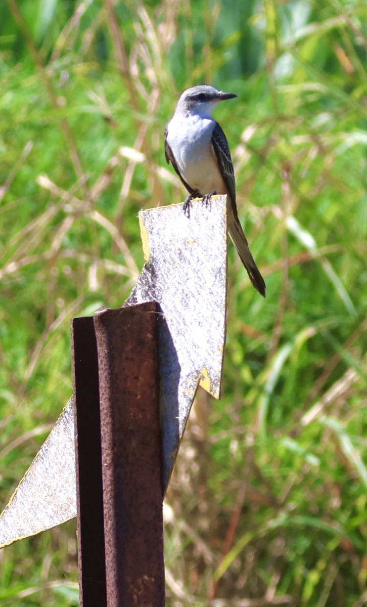 Scissor-tailed Flycatcher - ML627648057