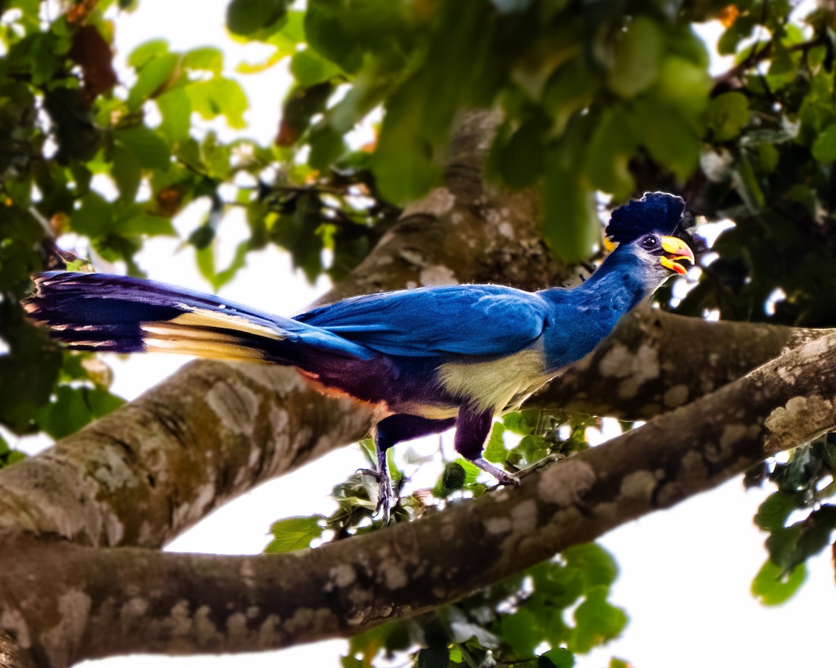 Great Blue Turaco - ML627648085