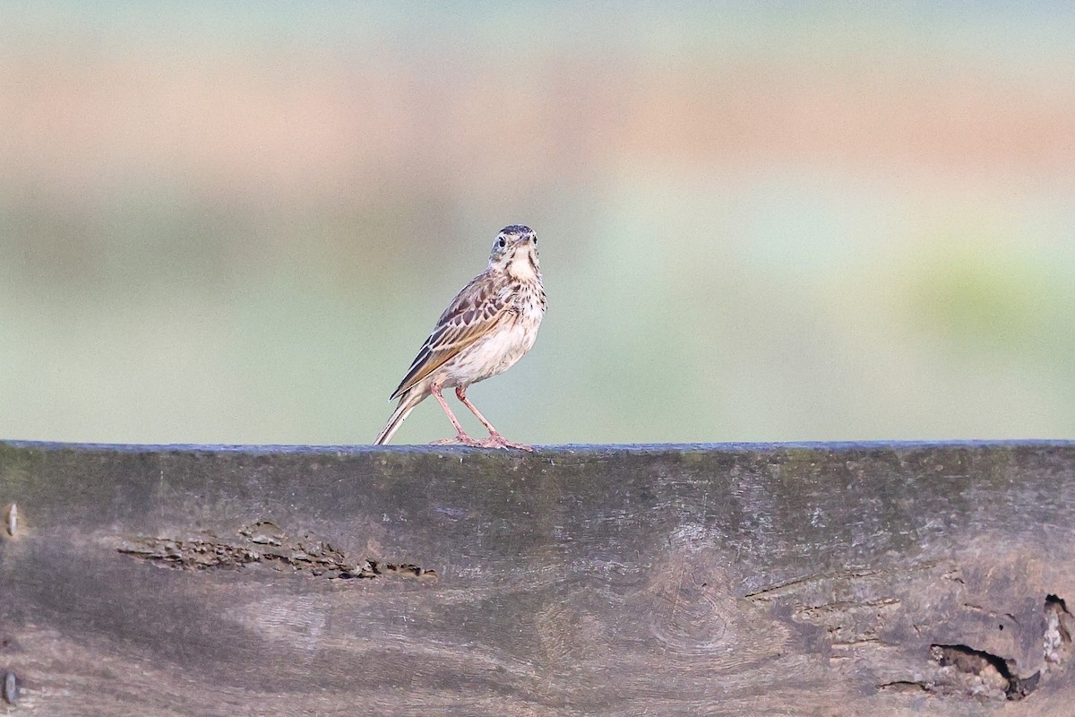 Australian Pipit - ML627648116