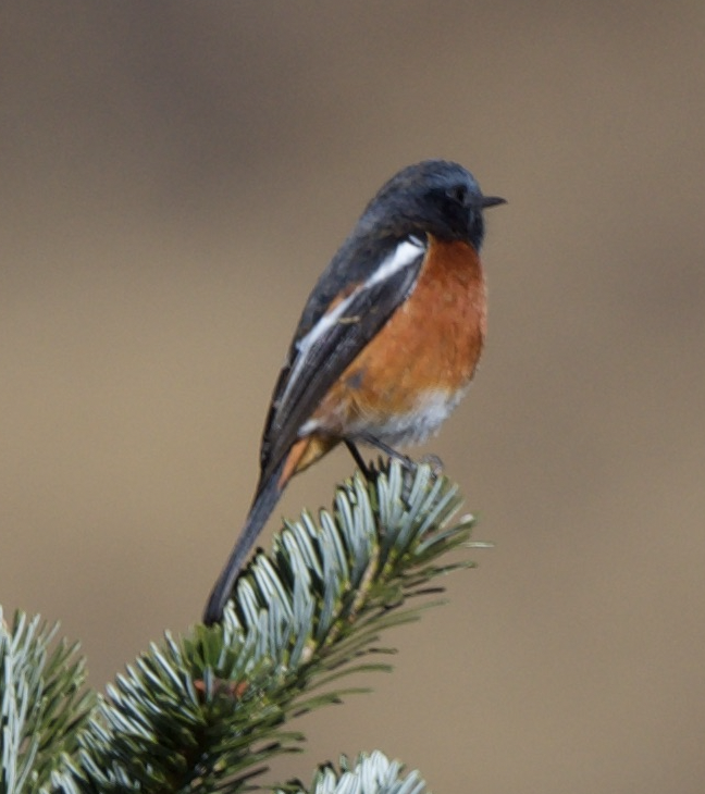 White-throated Redstart - ML627648129