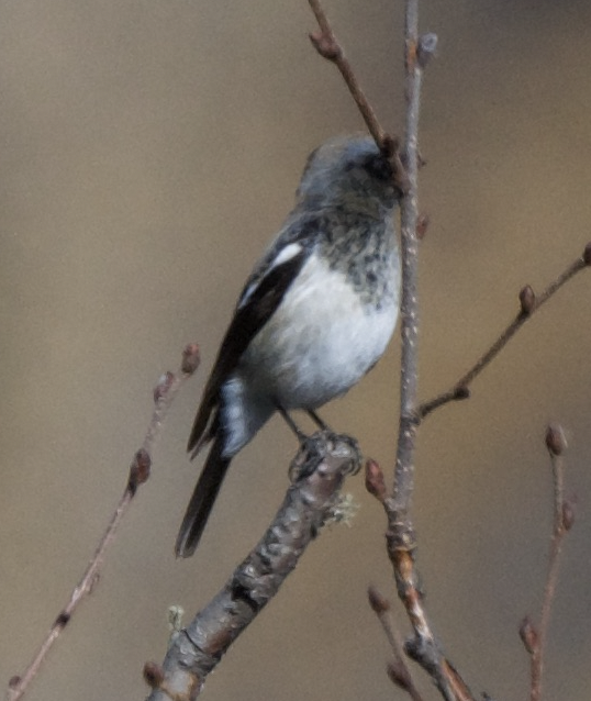Blue-capped Redstart - ML627648130