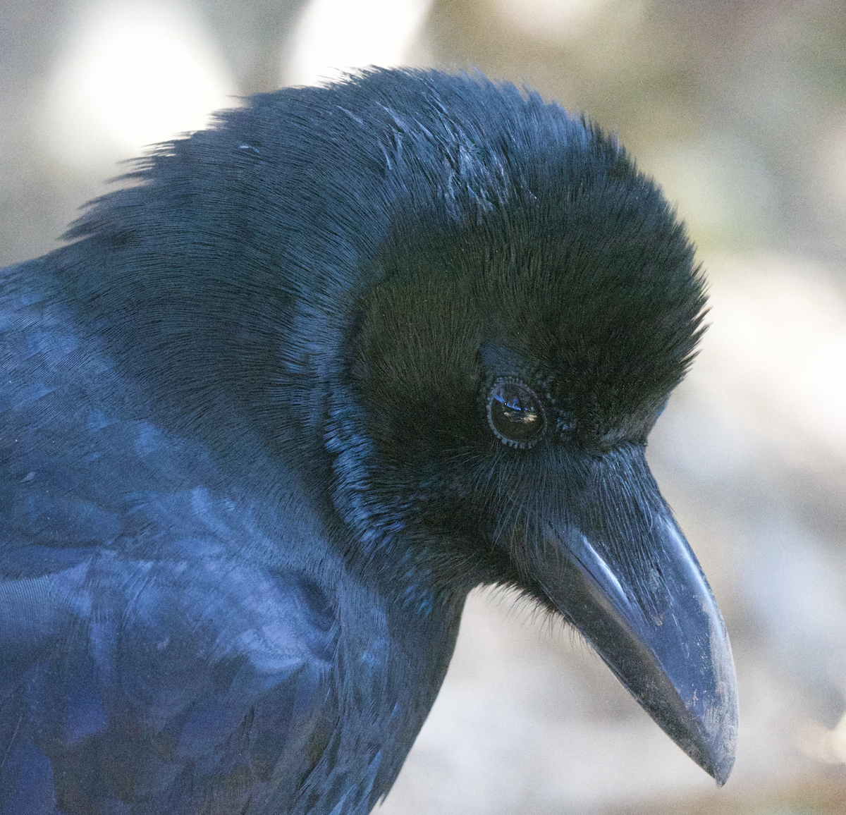 Large-billed Crow - ML627648179