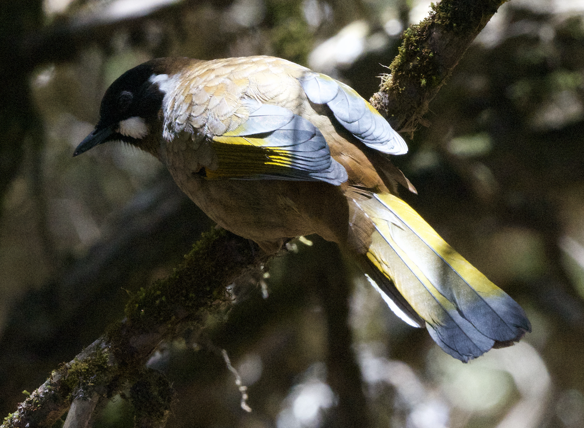 Black-faced Laughingthrush - ML627648183