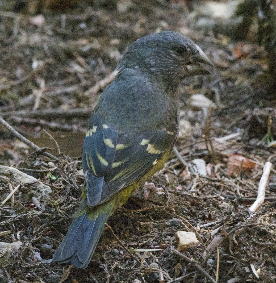 White-winged Grosbeak - ML627648187