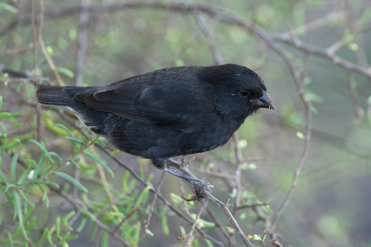 Small Ground-Finch - ML627648192