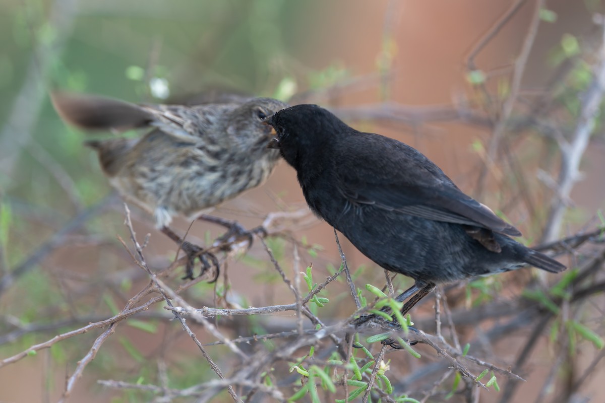 Small Ground-Finch - ML627648194