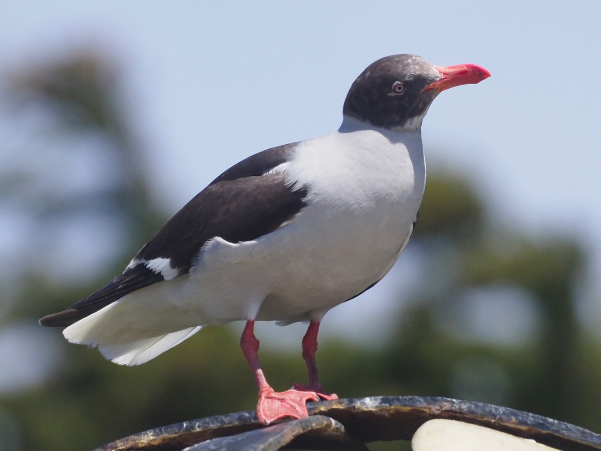 Dolphin Gull - ML627648234