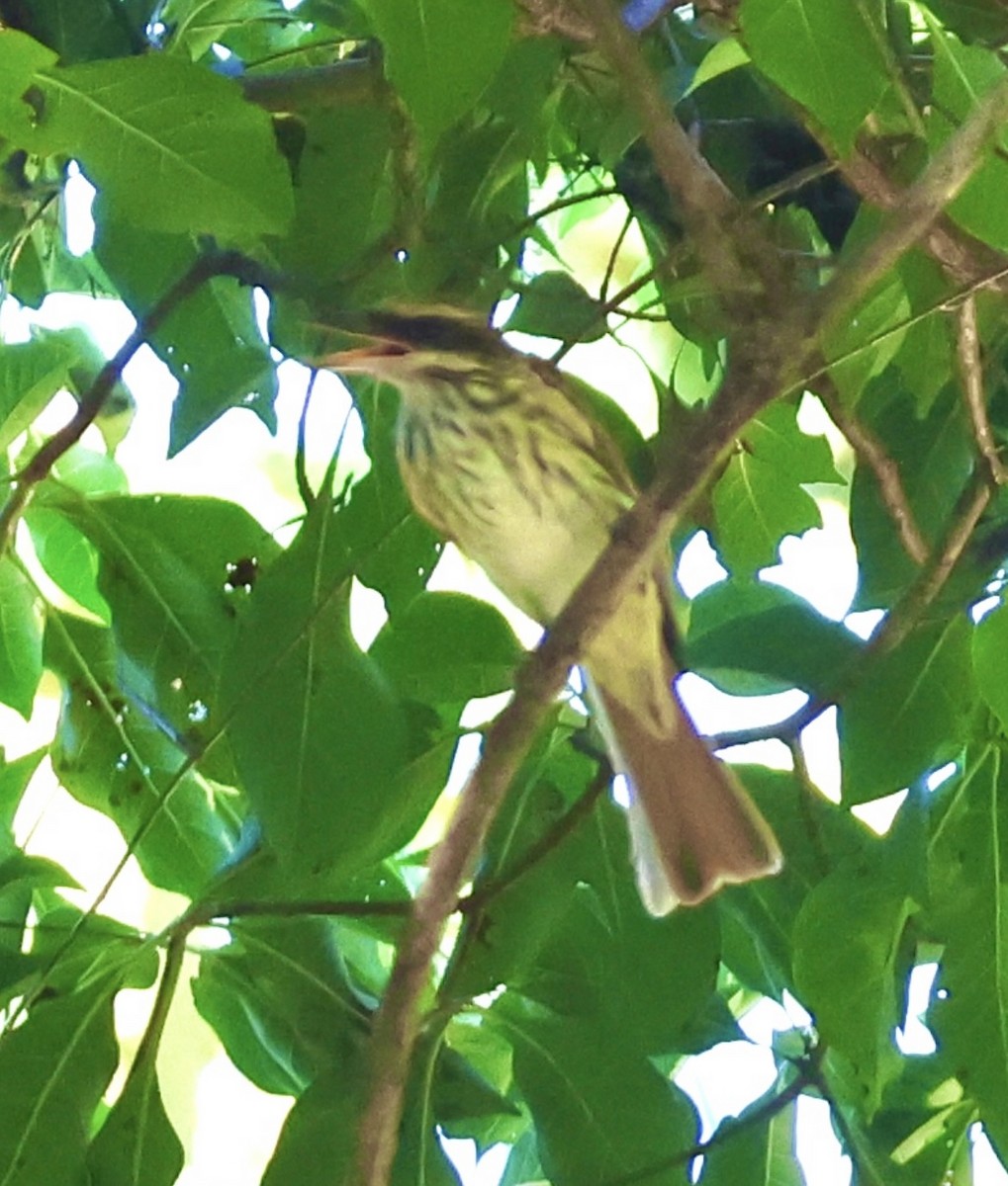 Streaked Flycatcher - ML627648640