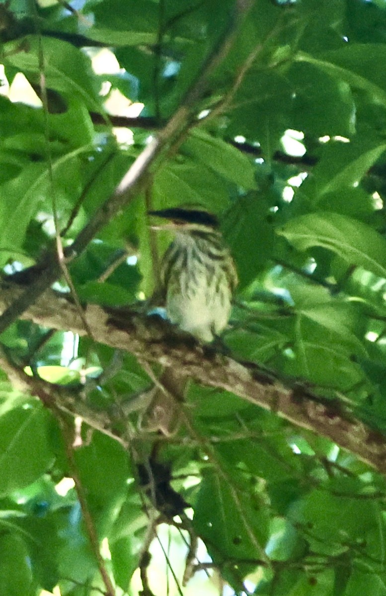 Streaked Flycatcher - ML627648641