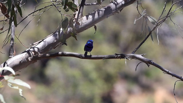 Splendid Fairywren - ML627648652