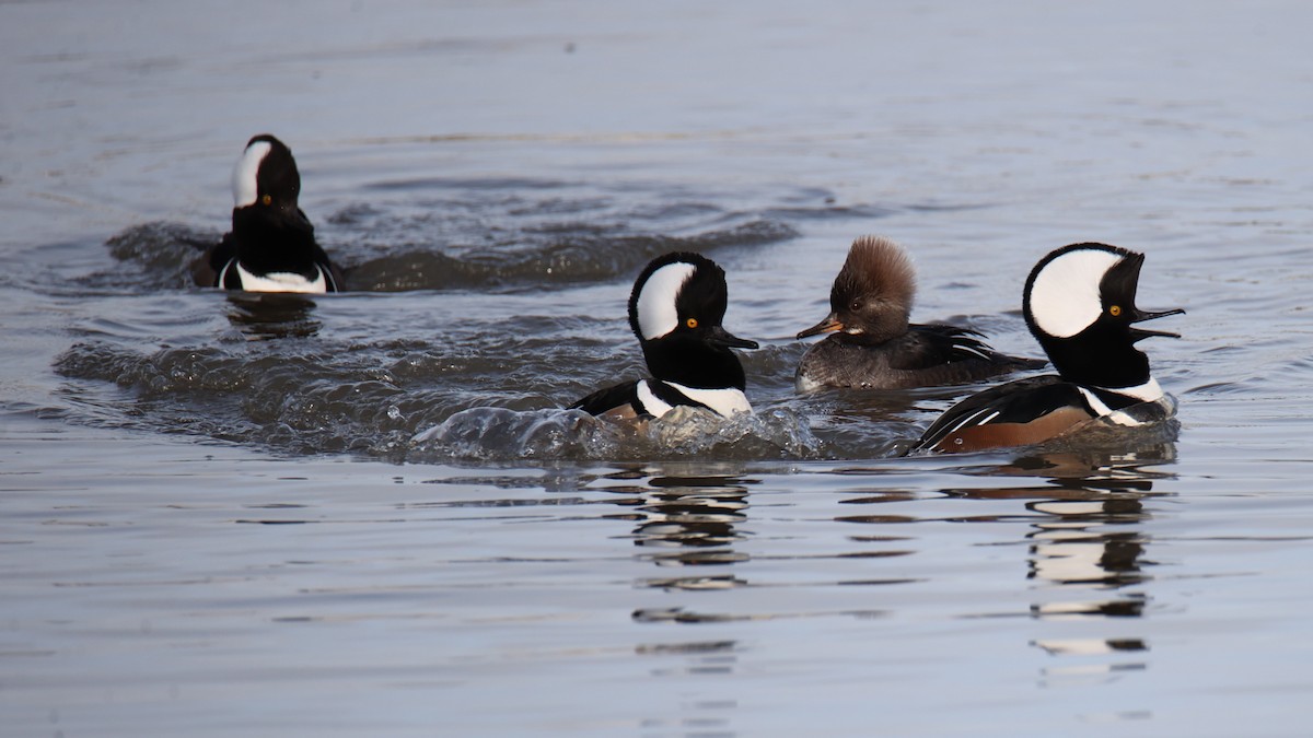 Hooded Merganser - ML627648680