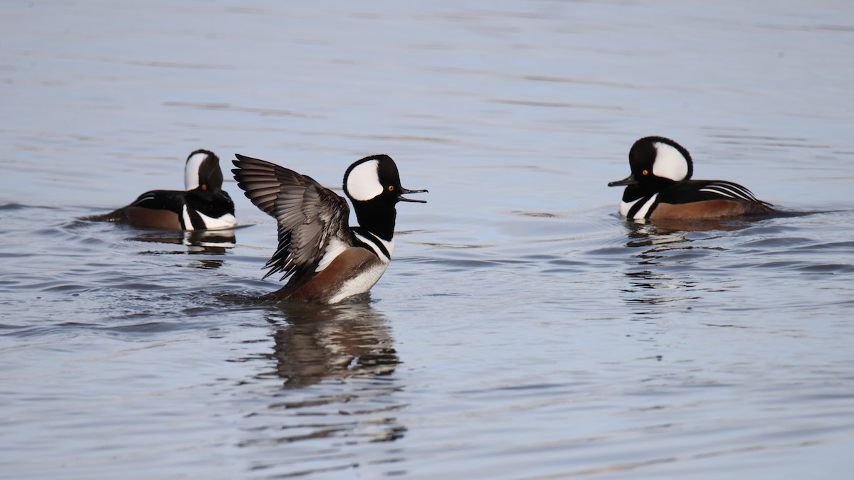 Hooded Merganser - ML627648681