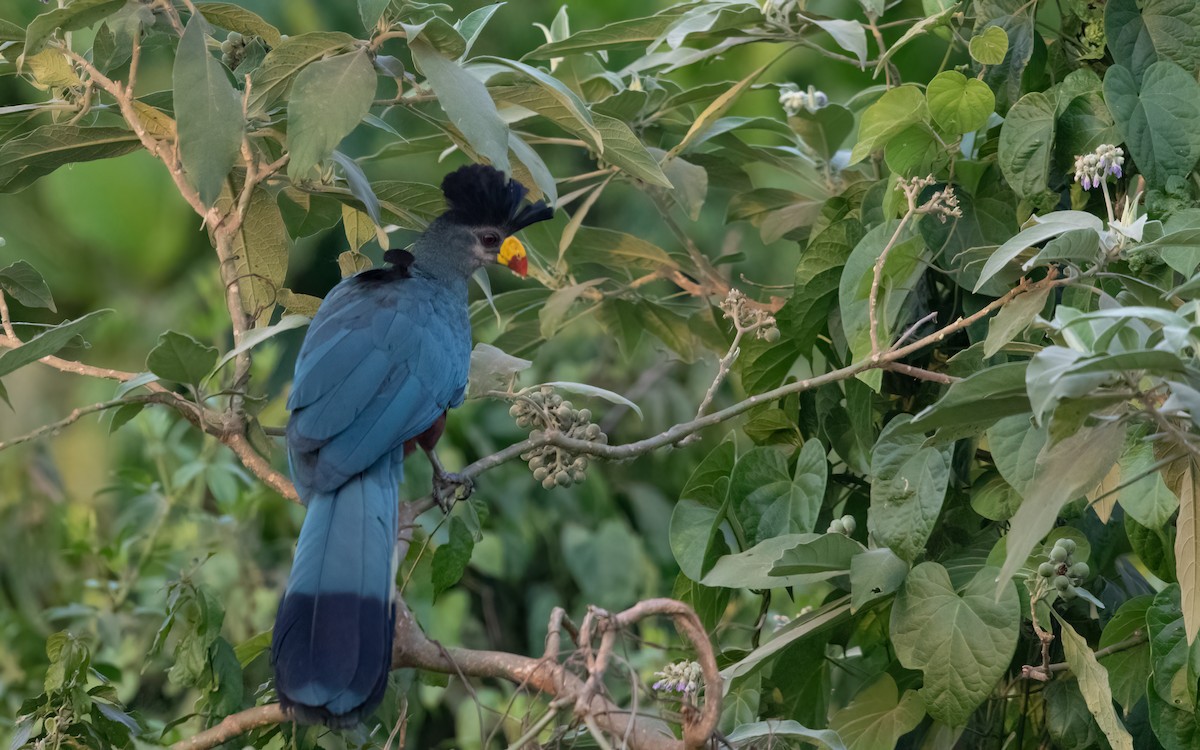 Great Blue Turaco - ML627649009