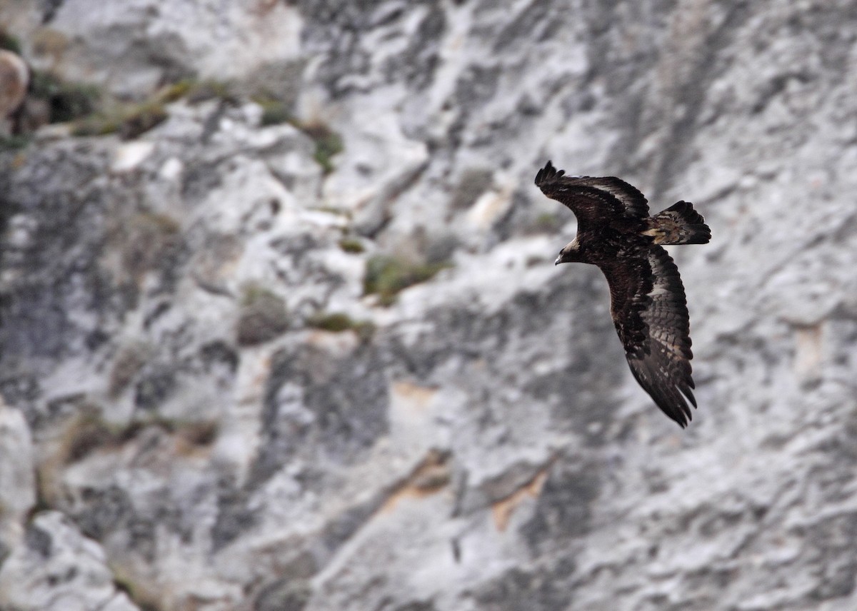 Águila Real - ML627649133