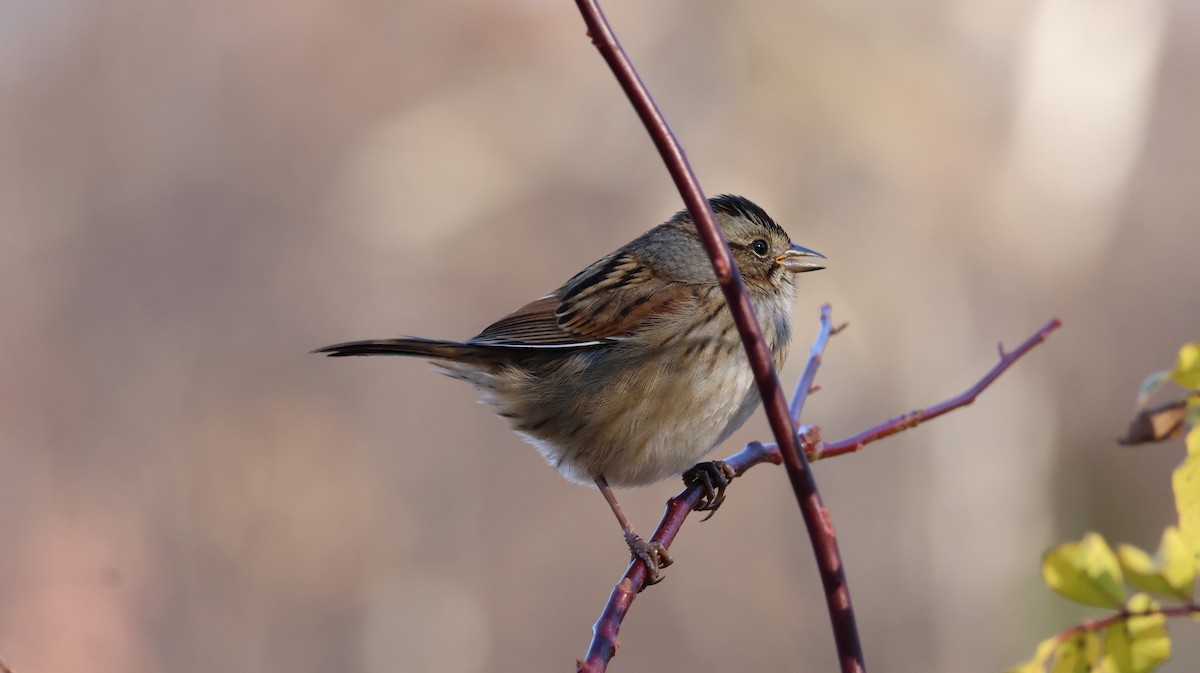 Swamp Sparrow - ML627649218
