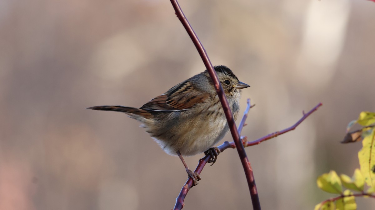 Swamp Sparrow - ML627649219