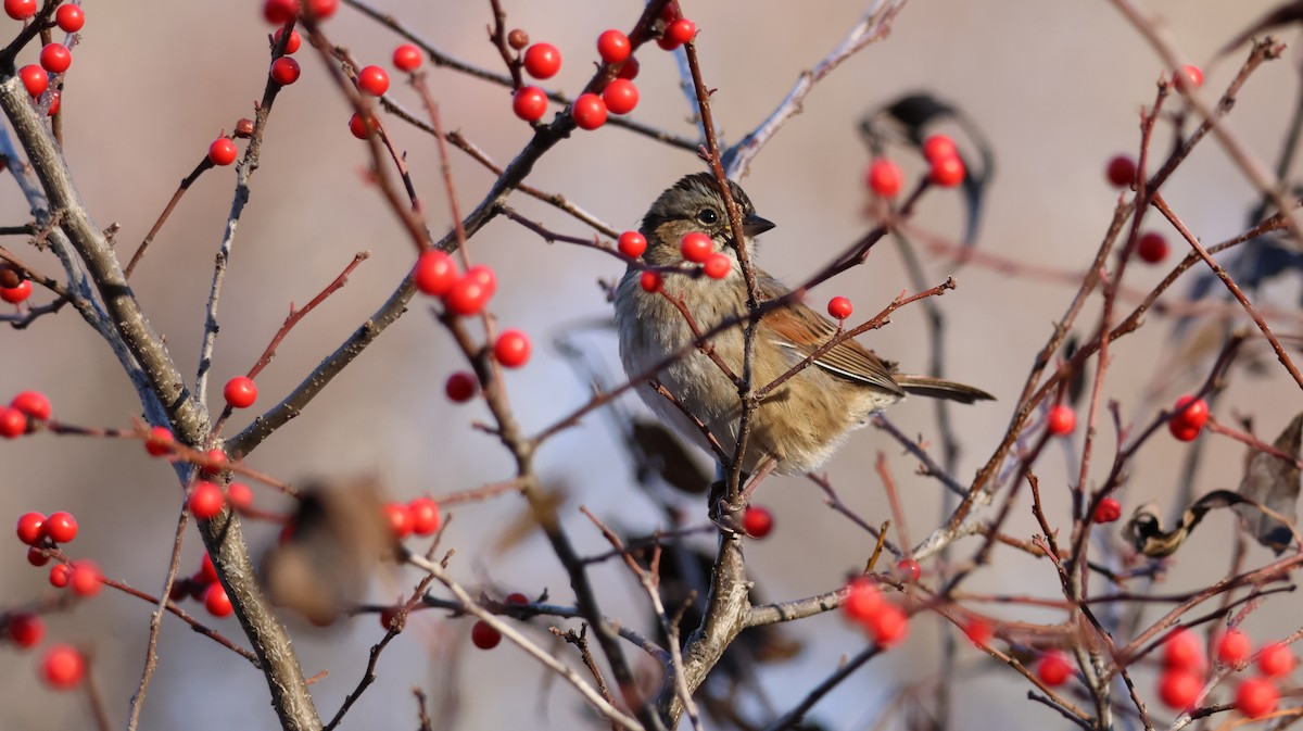 Swamp Sparrow - ML627649220